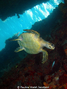 Juvenile Hawksbill Sea Turtle, Eretmochelys imbricata, Fr... by Pauline Walsh Jacobson 